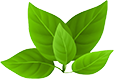 hero leaf 1